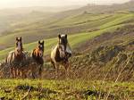 Horse riding tour in Tuscany