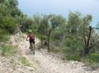 mountain bike sulle strade bianche tra gli ulivi  in Toscana
